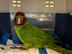 Conures of Telegraph Hill