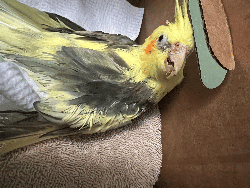 Cockatiel