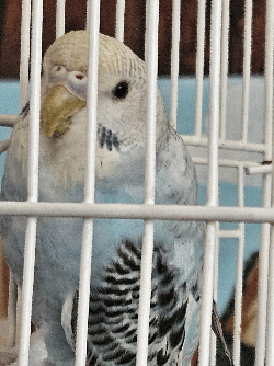 Parakeet