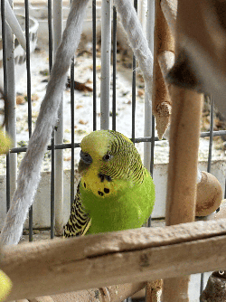 Parakeet