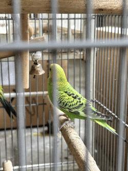 Parakeet