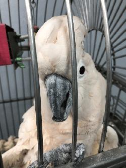 Cockatoo
