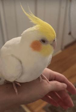 Cockatiel