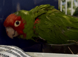 Conures of Telegraph Hill