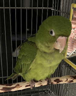 Conures of Telegraph Hill