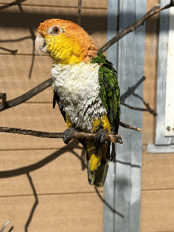 Caique