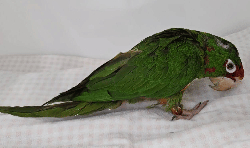 Conure