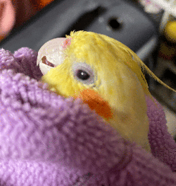 Cockatiel