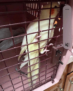 Cockatiel
