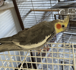 Cockatiel