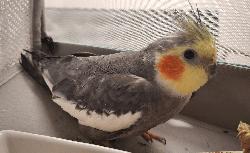 Cockatiel