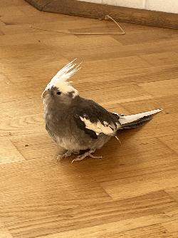 Cockatiel