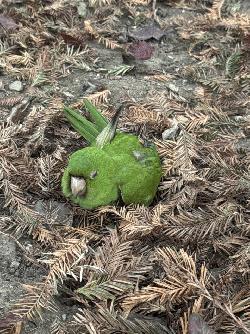 Conures of Telegraph Hill