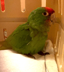 Conures of Telegraph Hill