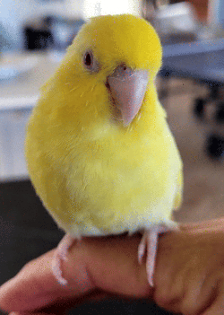 Parrotlet