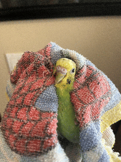 Parakeet