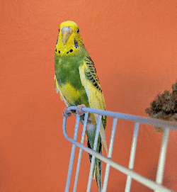 Parakeet
