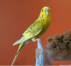 Parakeet