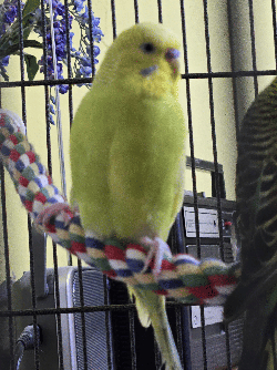 Parakeet