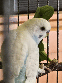 Parakeet