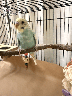 Parakeet