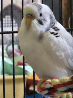 Parakeet