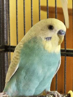 Parakeet