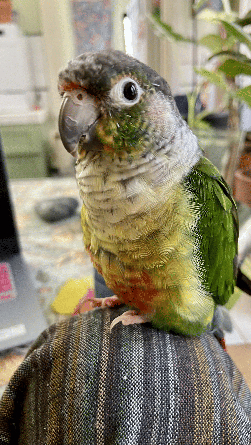 Conure