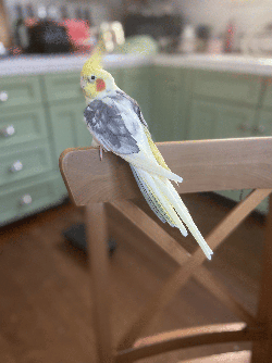 Cockatiel