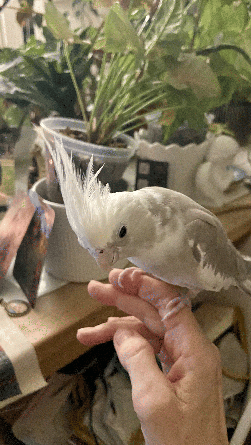 Cockatiel