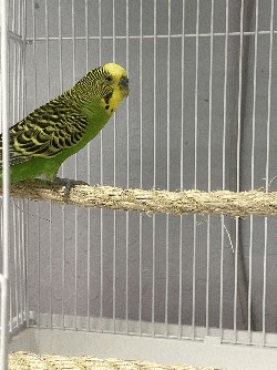 Parakeet