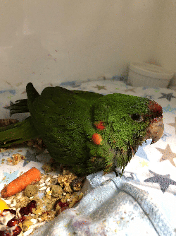 Conures of Telegraph Hill