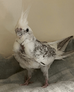 Cockatiel