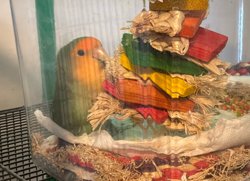 Lovebird