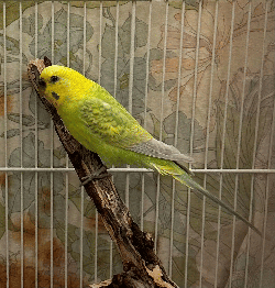 Parakeet