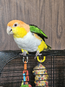 Caique