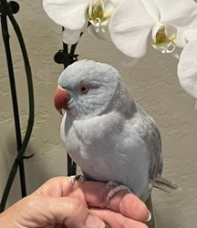 Ringneck