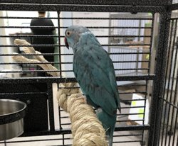 Ringneck