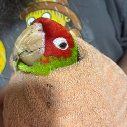 Conures of Telegraph Hill