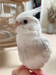 Cockatiel