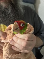 Conures of Telegraph Hill