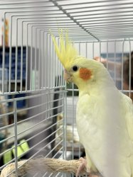 Cockatiel
