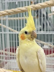 Cockatiel