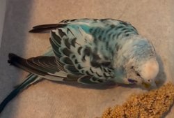 Parakeet