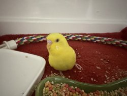 Parakeet