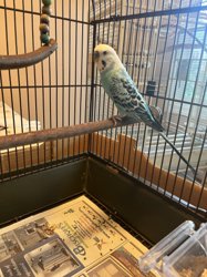 Parakeet