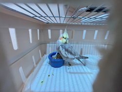 Cockatiel