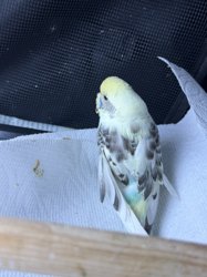 Parakeet