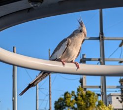 Cockatiel