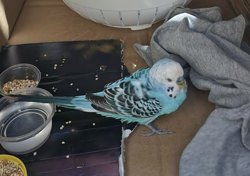Parakeet